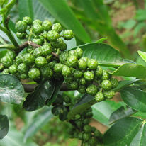 金阳青花(huā)椒