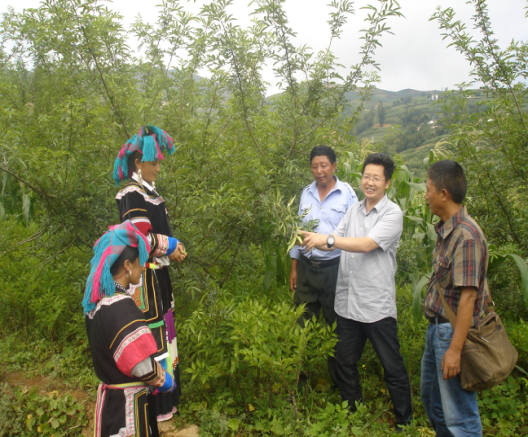 西大教授、中國(guó)魔芋協會會長(cháng)張盛林（右一）在金陽林下白魔芋